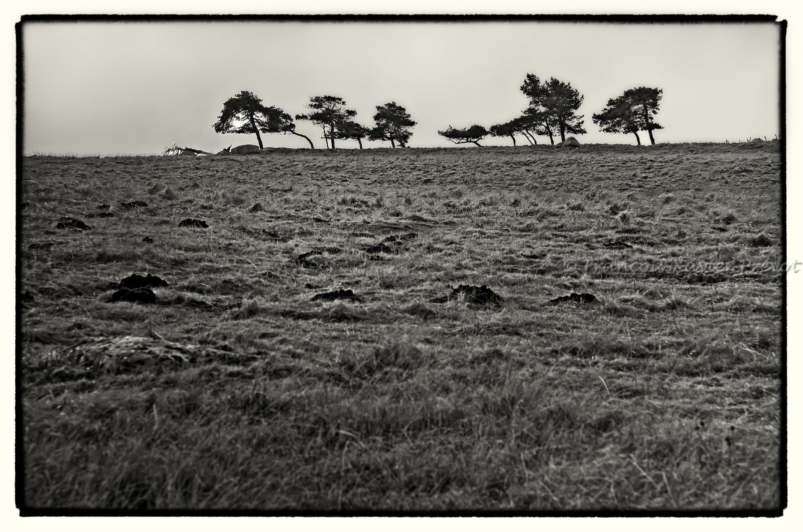 photo de l'aubrac
