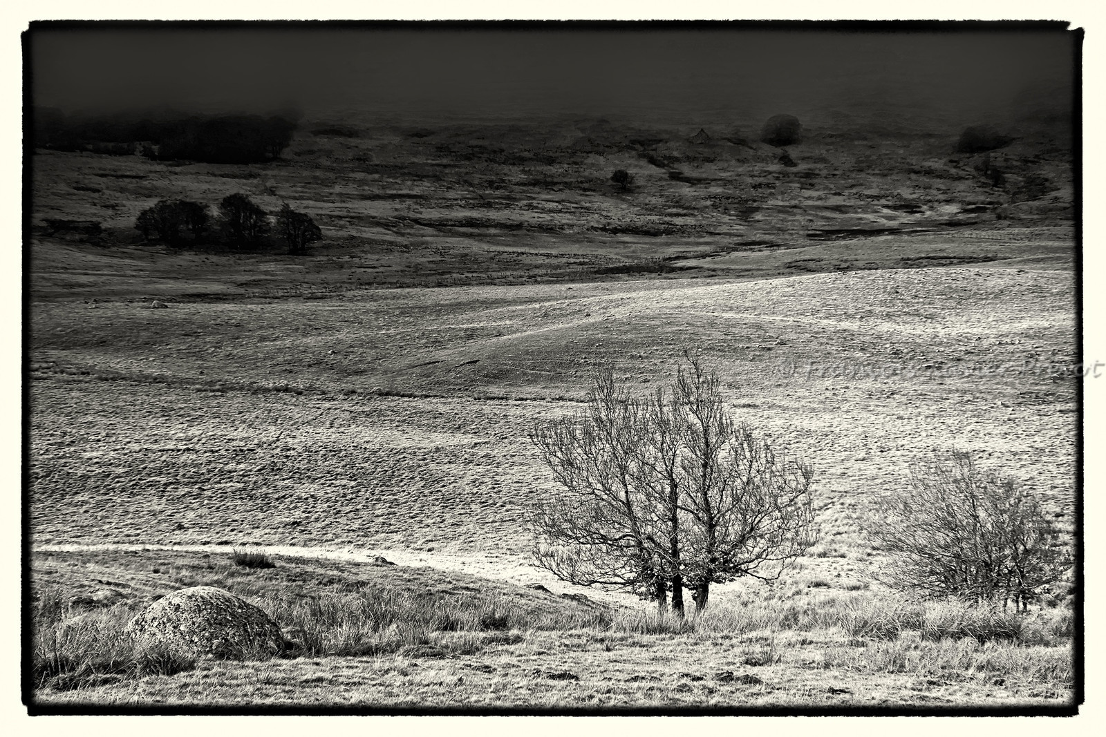 photo de l'aubrac