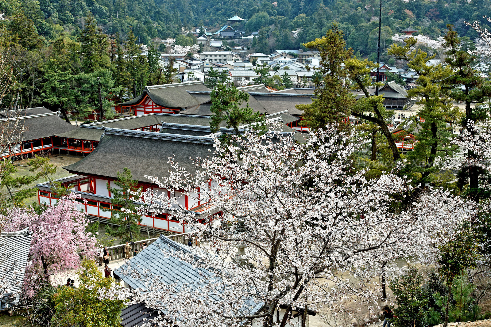 photo du Japon