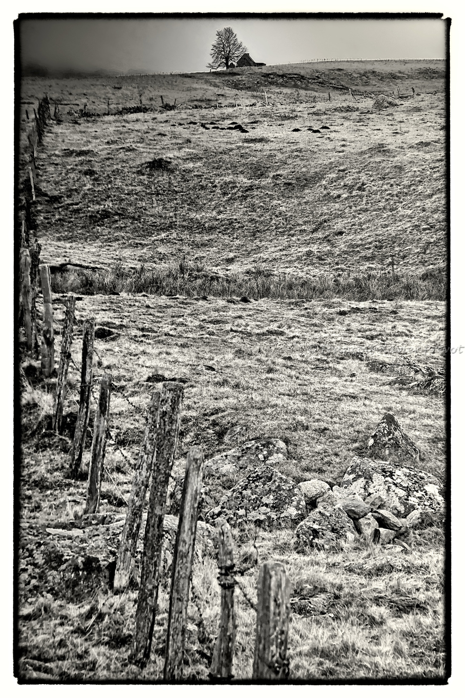 photo de l'aubrac