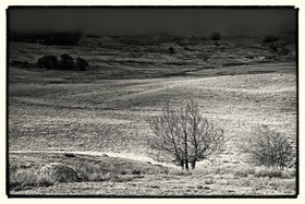 photo de l'aubrac